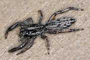 Jumping Spider (Ocrisiona leucocomis) (Ocrisiona leucocomis)